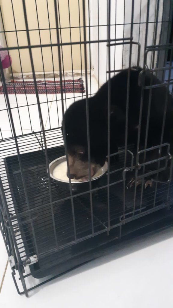 Help ISCP Become a Baby Bear Foster Parent