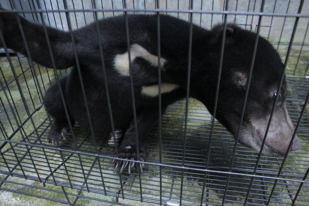 Help ISCP Become a Baby Bear Foster Parent