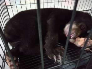 A male bear cub at the small cage