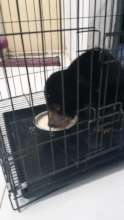 the bear cub enjoy the milk at small cage