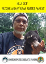 Help ISCP Become a Baby Bear Foster Parent