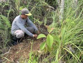 Providing seedlings