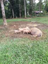 Farming input provision for agro reforestation