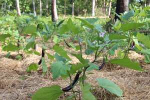 Provision of inputs