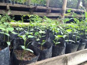 Providing seedlings