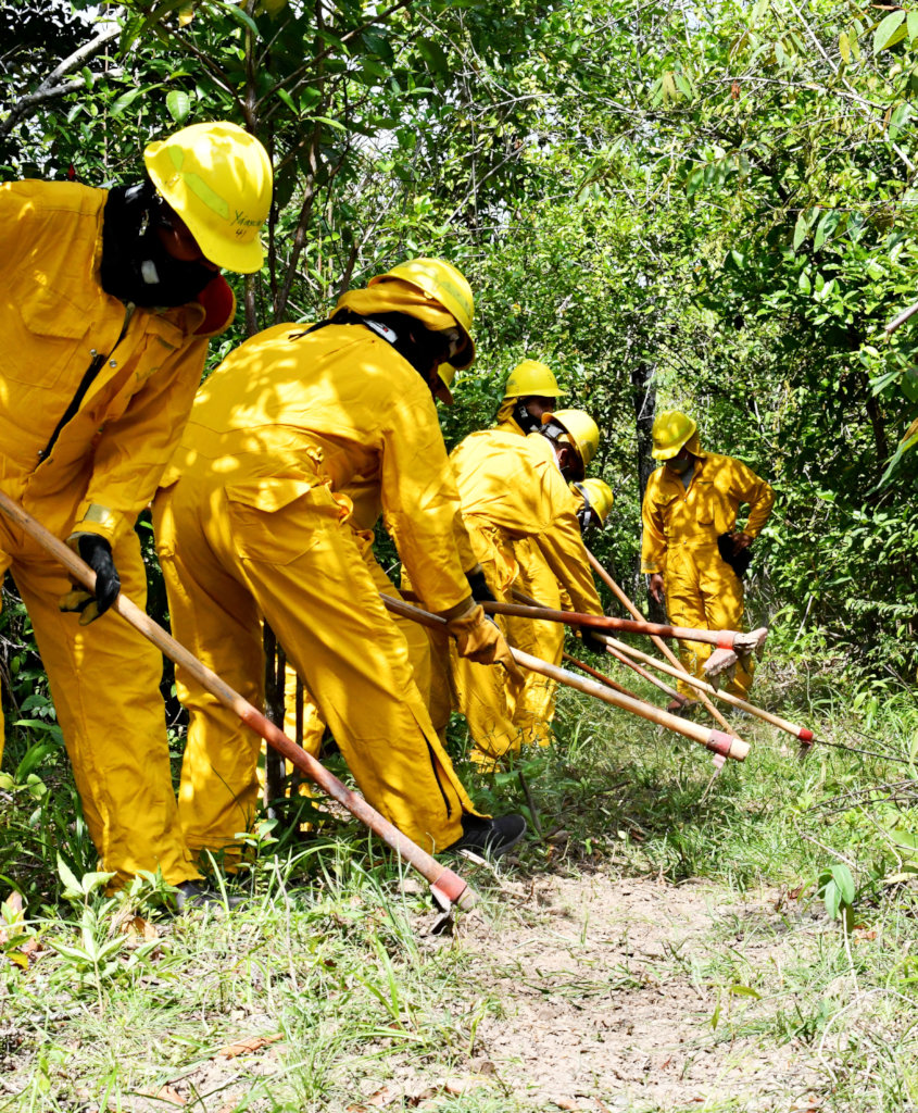 Fire Management: Photo by Sayuri Tzul/Ya'axche