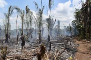 "After" - Controlled Burn in Big Falls Village