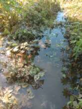 Cassava Field Damaged by Flood