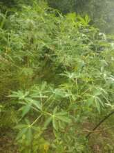 COPADET Cassava Garden