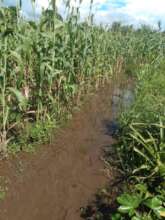Cassava near Corn Field in COPADET Organization