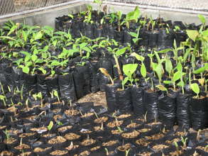 Banana plants and seedlings