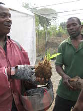 One of these bulbs yields about 40 plants