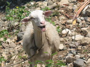 A very happy and healthy sheep!