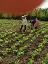 women working to produce local food for security