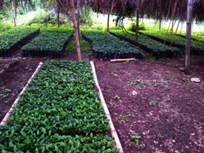 KAPKAK seedlings ready to be planted