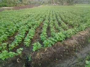 New food production at OPBK after Hurricane Mathew