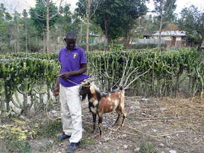 Goat breeding project in Haiti