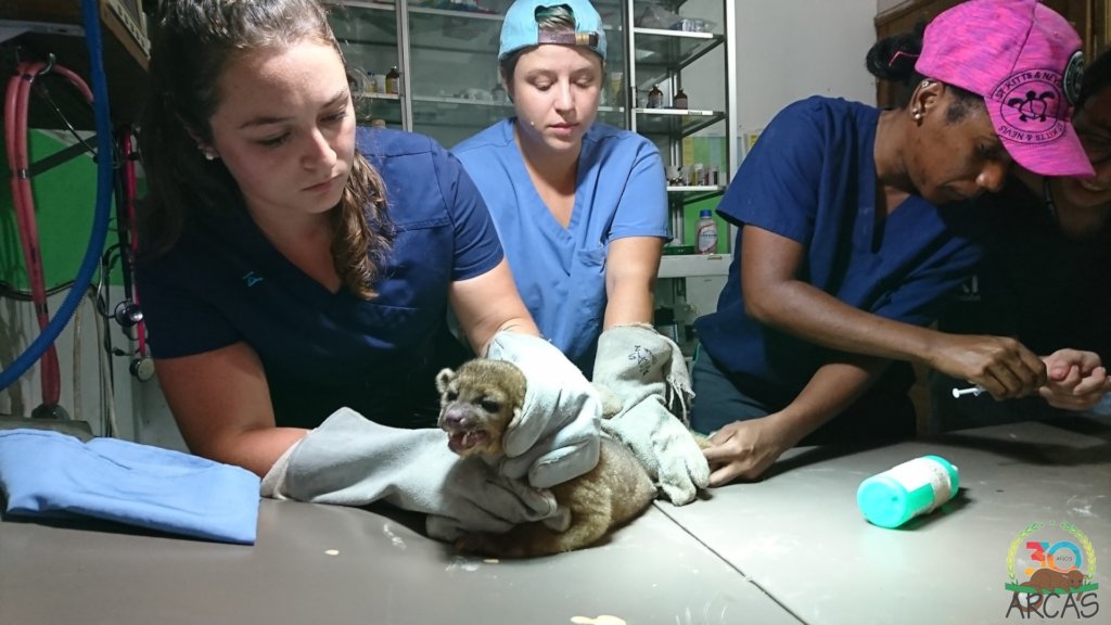 Bushfires & Coronavirus affect ARCAS and its work