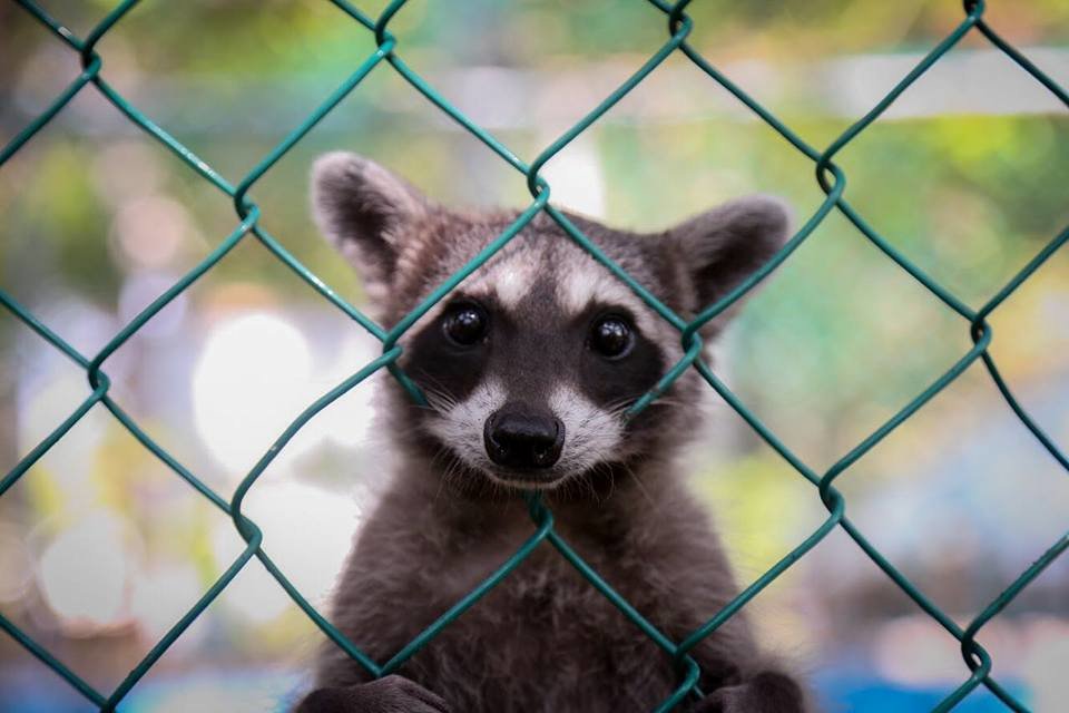 Bushfires & Coronavirus affect ARCAS and its work