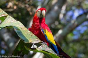 Guacamaya