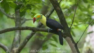 Tucan