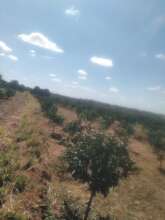 Orange Farm