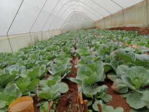 Cabbages in our irrigation farm