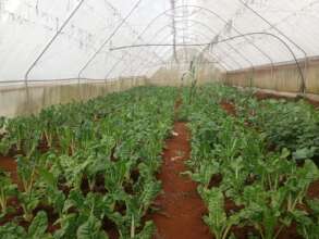 Kale growing at Seed of Hope Kariti