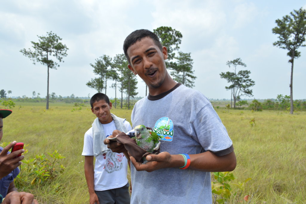 Hand-raising endangered yellowhead parrot chicks