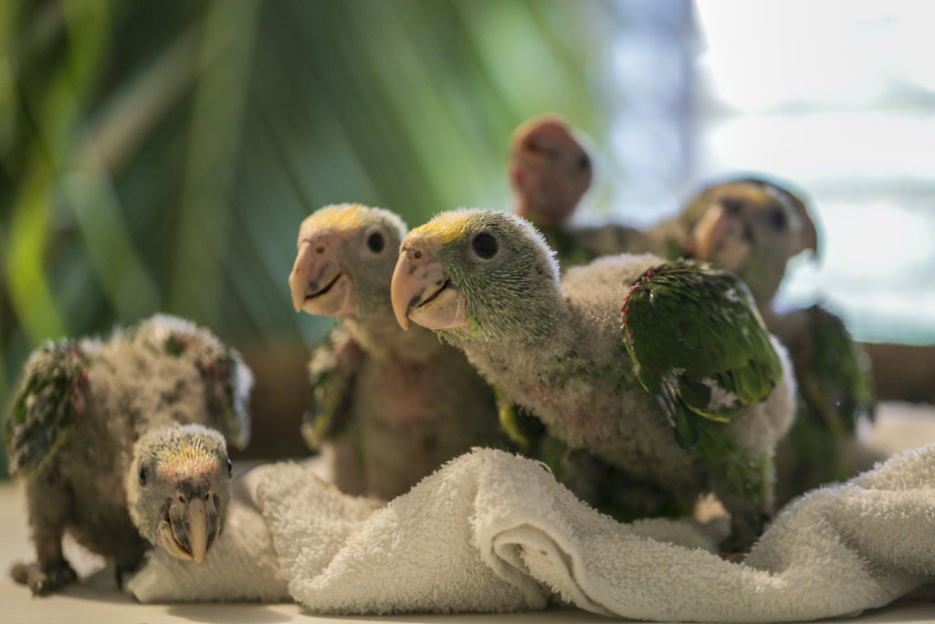 Hand-raising endangered yellowhead parrot chicks