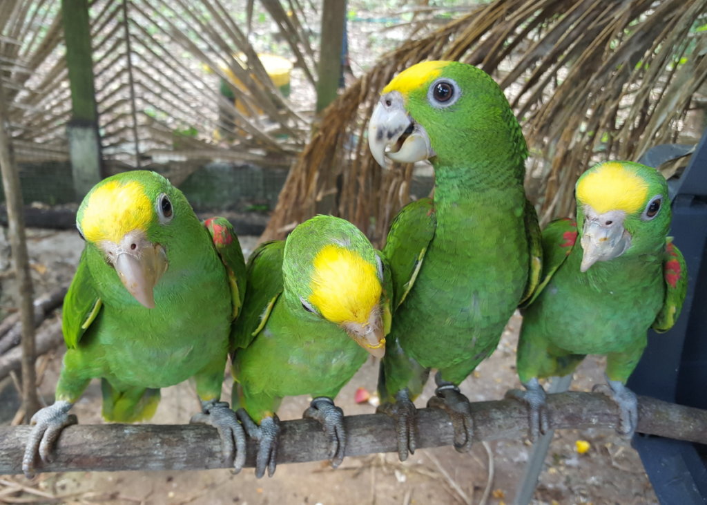 Hand-raising endangered yellowhead parrot chicks
