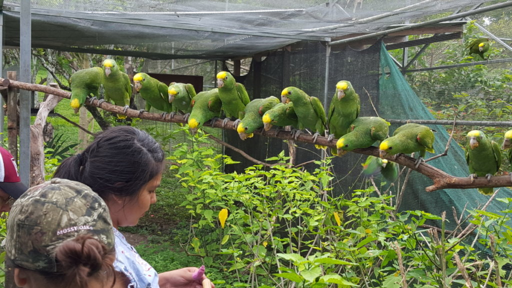 Hand-raising endangered yellowhead parrot chicks