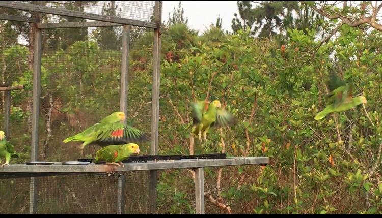Hand-raising endangered yellowhead parrot chicks