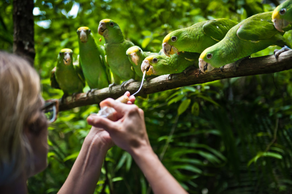 Hand-raising endangered yellowhead parrot chicks