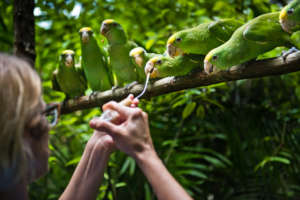 Hand-raising endangered yellowhead parrot chicks