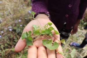 Herbs from biodiversity walk with Faith Foundation