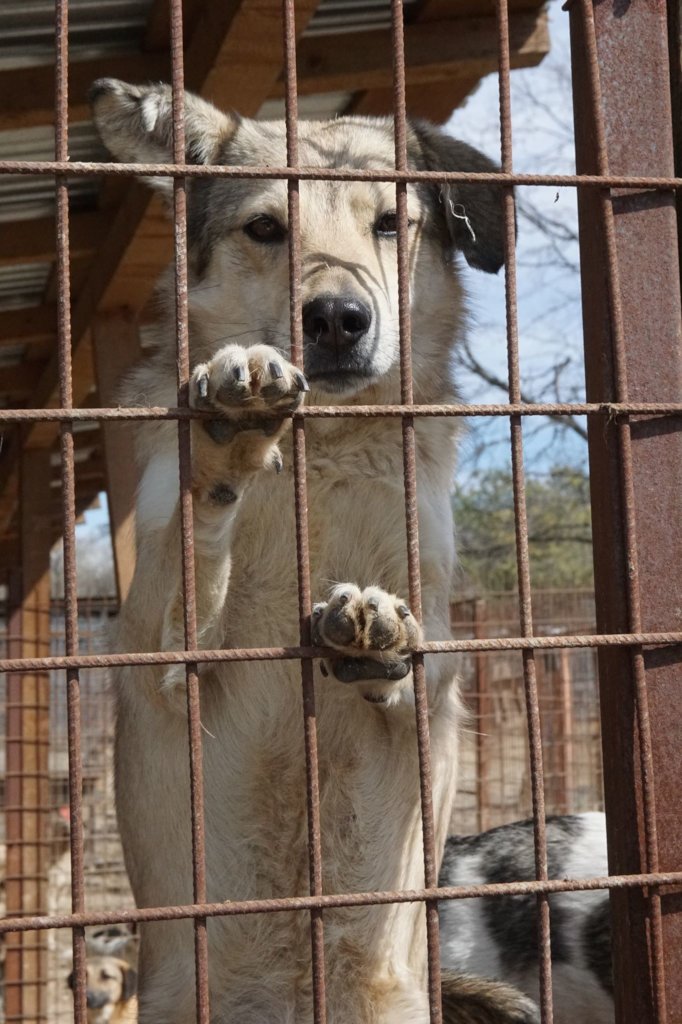 Financial Support for all our shelters