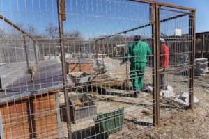 building new kennel