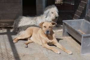 dogs lie in the sun with food trough