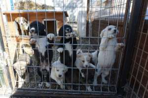 puppies waiting for food