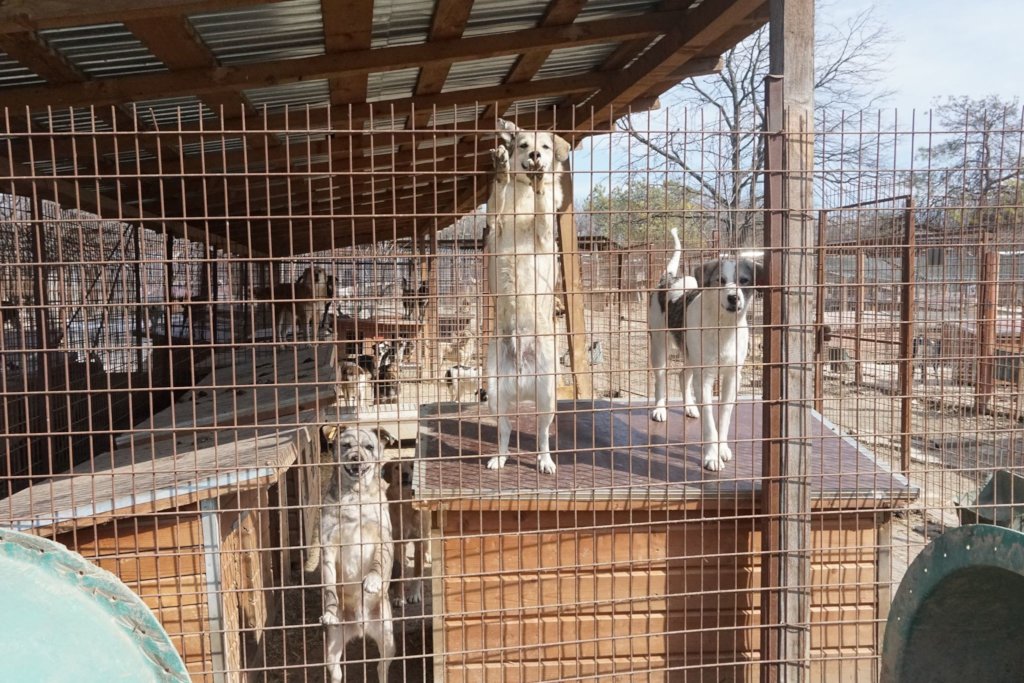 Financial Support for all our shelters