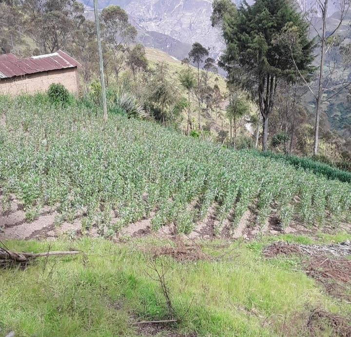 High School Education for Two Rural Girls