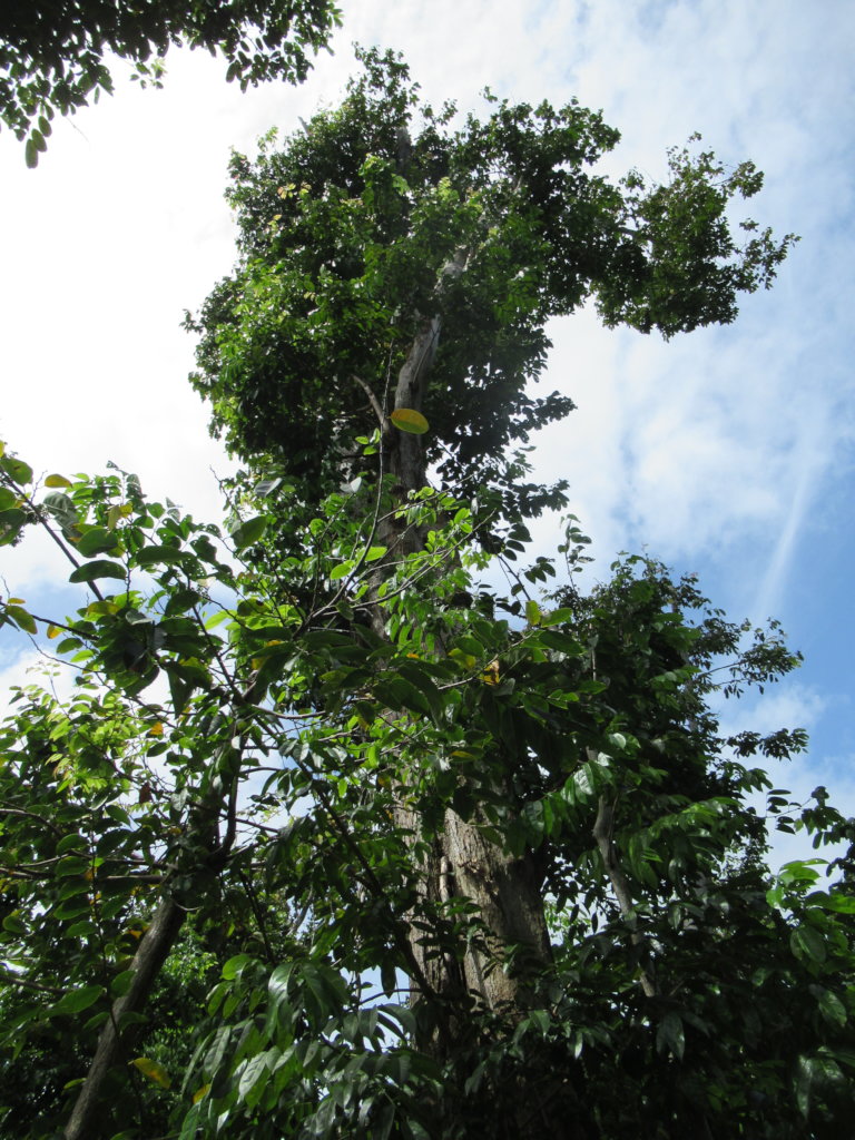 Help us help Nature restore the Pterocarpus Forest