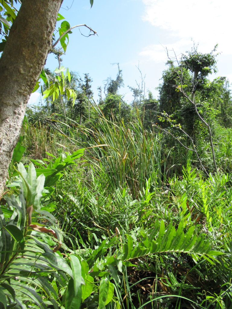 Help us help Nature restore the Pterocarpus Forest