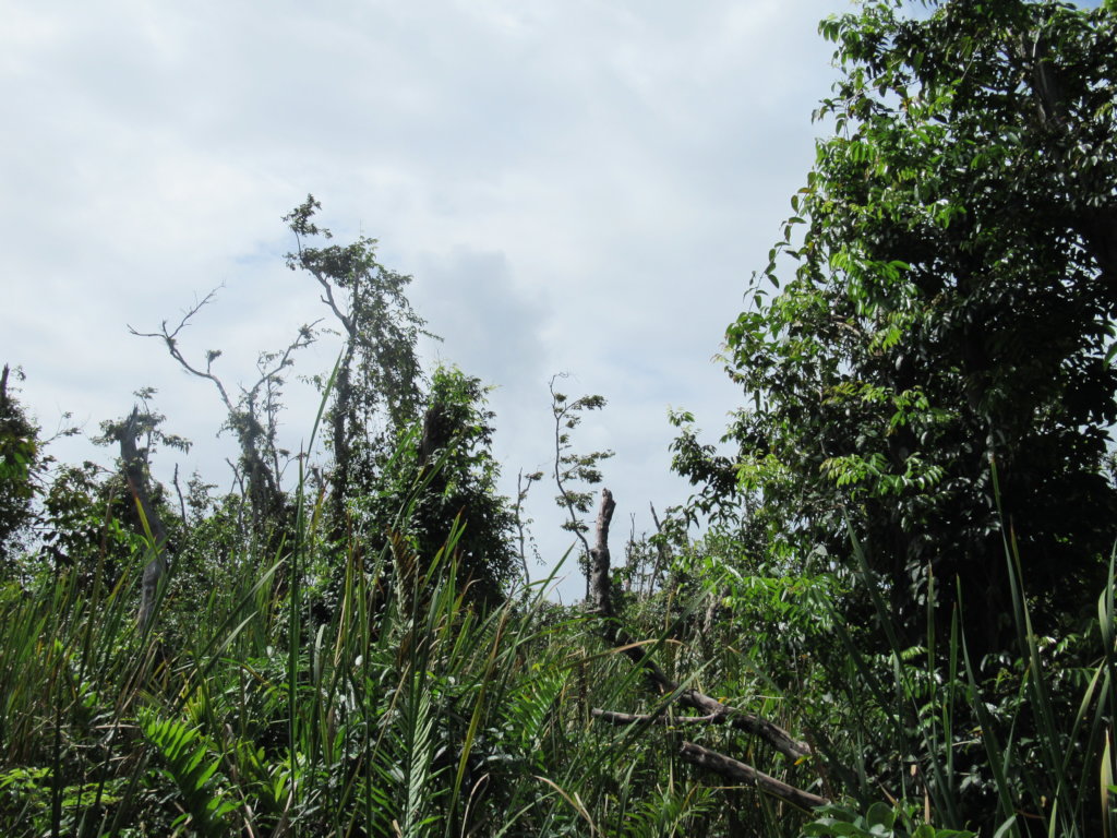 Help us help Nature restore the Pterocarpus Forest