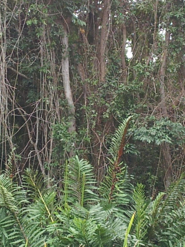 Help us help Nature restore the Pterocarpus Forest