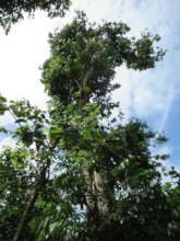 A tree in the Forest against the open sky