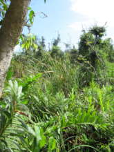 Area of the Forest without a canopy