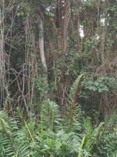 Woody Vines (Bejucos) in the Forest