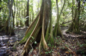 Help us help Nature restore the Pterocarpus Forest